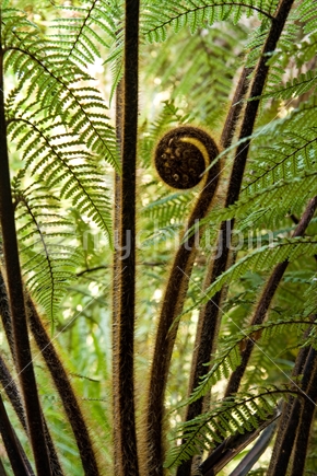 Punga, native tree fern