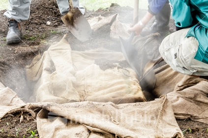 Hangi. The steaming food basket being uncovered after being in the ground cooking for several hours.