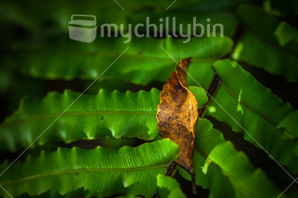 Small fallen leaf trapped on a fern frond.