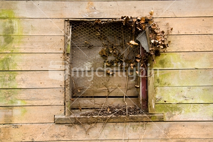 Boarded up window of a derelict shed, exposed after a cleanup