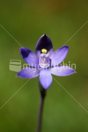 Blue sun orchid