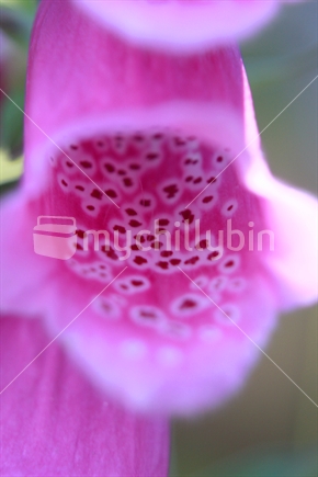 Foxglove flower
