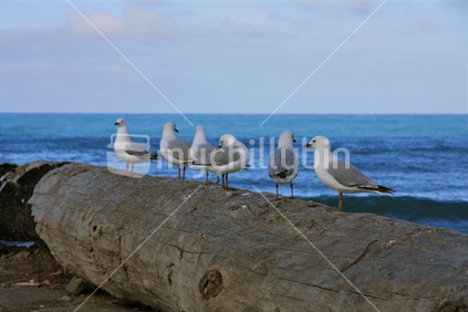 Seagulls on a log at Wanganui's Castlecliff beach.