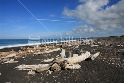 Driftwood on Castlecliff beach, Wanganui, New Zealand