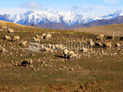 Sheep eating winter feed of turnips along The Crown Range Rd from Queenstown