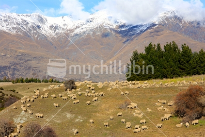 Sheep with The Temarkables backdrop, on the Crown Range in winter.