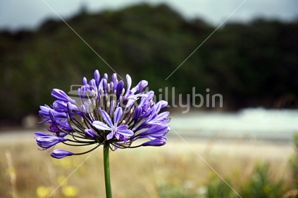 Agapanthus flower at Cooks Beach, Coromandel with out of focus background.
