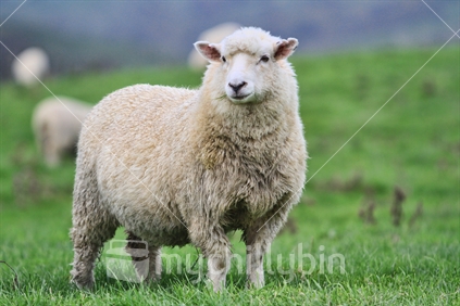 Romney sheep on it's own, with out of focus background