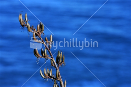 Flax on blue sea background