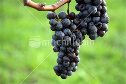 Bunch of grapes on a vine with out of focus background.