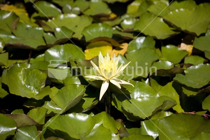 A pond covered in waterlilies