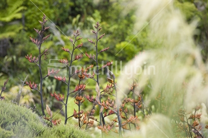 Natives bush - toitoi, ferns and flax in summer bloom