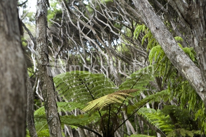Native Manuka and fern bush