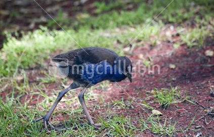 A Pukeko chick looks for a snack amongst Pohutukawa fronds