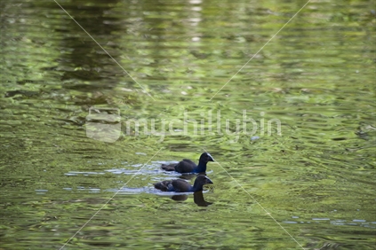 Two Pukeko chicks swimming across a pond