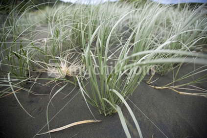 Native grasses growing in the dunes at Piha beach