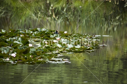 Pukeko amongst the Waterliles in a pond