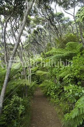 Bushwalk track in the Waitakere Ranges