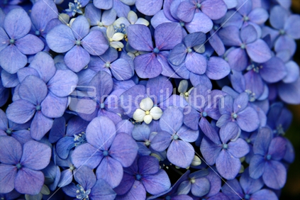 purple hydrangea''s