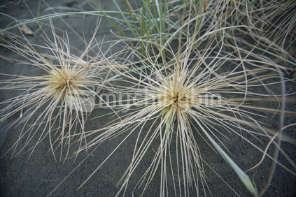 Native tumbleweed grasses in the dunes at Piha beach
