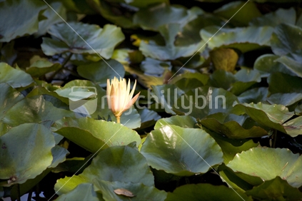 Waterlilies