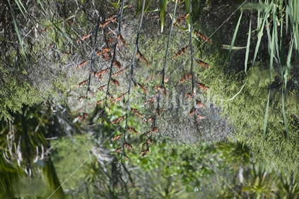 Reflection of native bush in a pond
