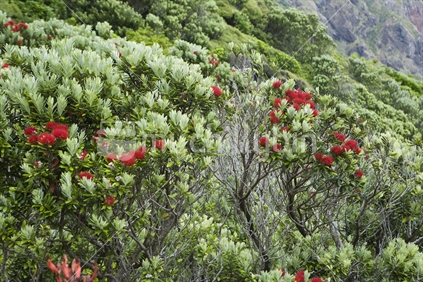 Pohutukawa in bloom in native bush in Waitakere ranges