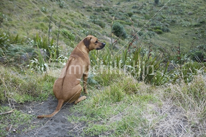 A Ridgeback dog scans Karekare beach from the lookout