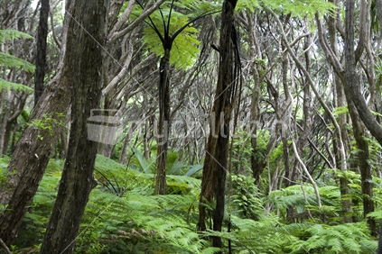 Native bush in the Waitakere ranges