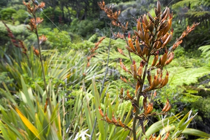 Flax in bloom and native bush in the Waitakere ranges
 