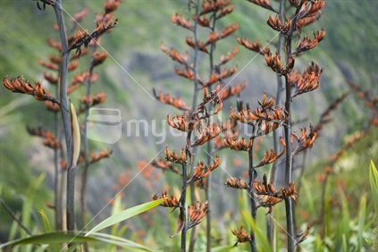 Native Flax in bloom