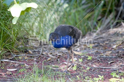 A Pukeko chick foraging for food
 