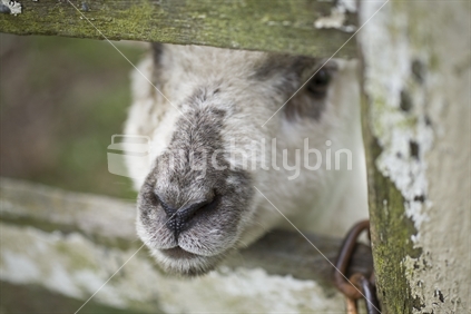 A hungry lamb pokes it head through a gate