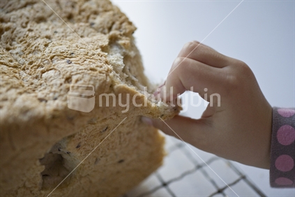 A child picks at the crust of freshly baked loaf of bread