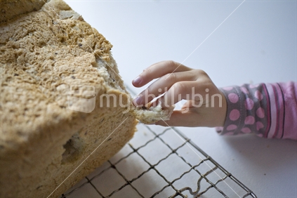 a child picks at the crust of freshly baked loaf of bread