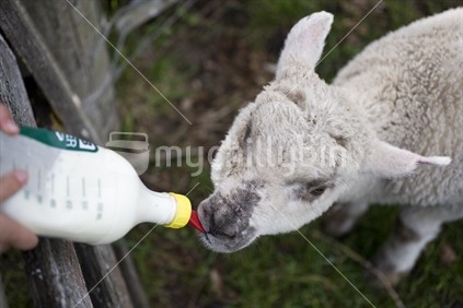 An orphaned lamb is bottle feed milk