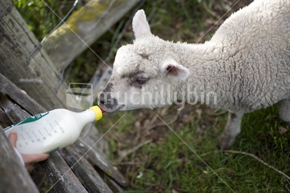 A lamb is bottle feed milk