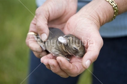 A woman holds a baby rabbit in her hands