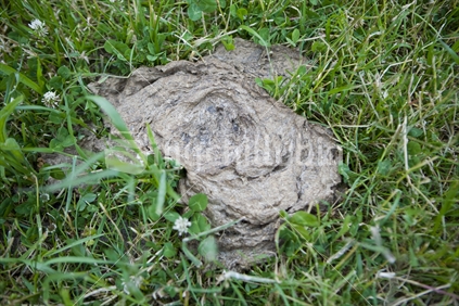 A cow pat in the grass on a farm