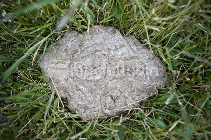 A cow pat in the grass on a farm