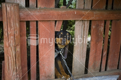 A farm dog peers through a gap in the fence