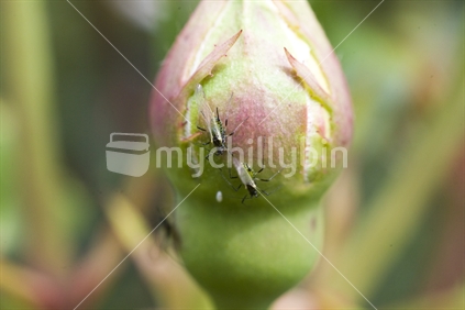 Aphids on a rosebud