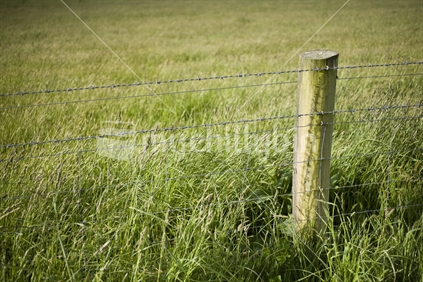 A fence post in long grass