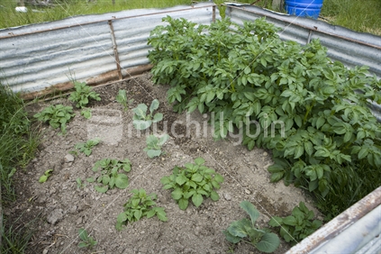 A small vegetable garden