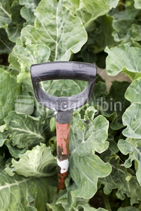 Garden spade in a cabbage patch