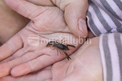 A child holds a baby native fresh water crayfish (Koura)