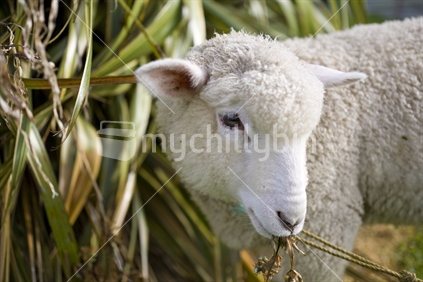 A pet lamb nibbling on native flax plant