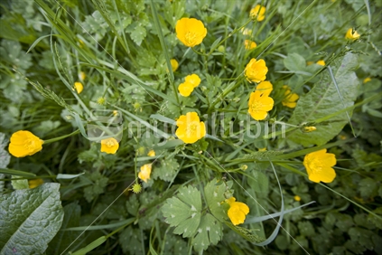 A patch of buttercups and clover