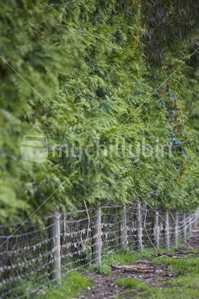 Trees growing within a fenceline on a farm