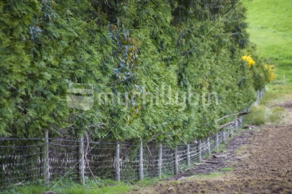 Trees growing within a fenceline on a farm